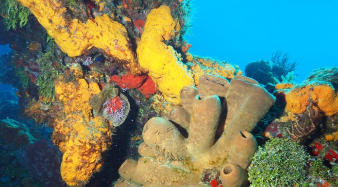Healing Coral: Harnessing the Power of NFTs to Fund Coral Restoration