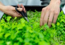 Vertical Farming – Is This the Future of Agriculture?