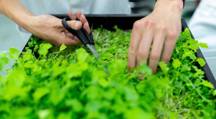 Vertical Farming – Is This the Future of Agriculture?