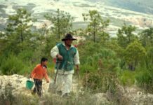 From Desert to Forest: Indigenous Communities Restore 20,000 Hectares of Forest in Mexico
