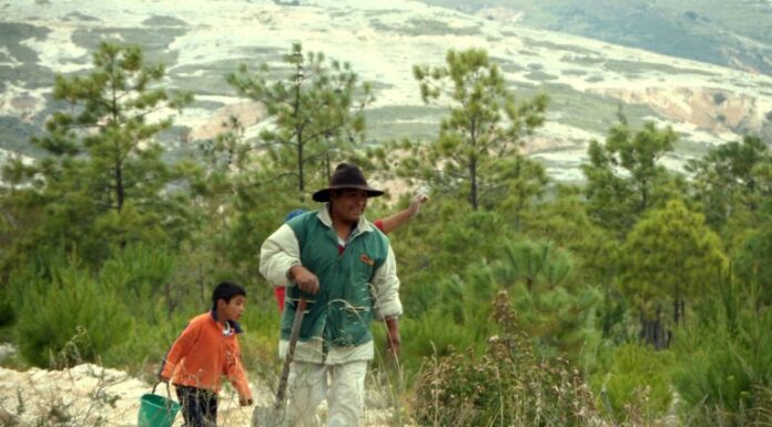 From Desert to Forest: Indigenous Communities Restore 20,000 Hectares of Forest in Mexico