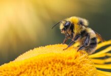 California Court Rules Insects Qualify for Endangered Species Protections