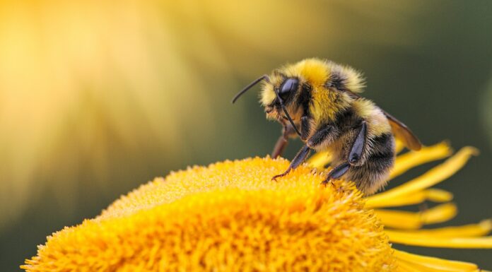 California Court Rules Insects Qualify for Endangered Species Protections