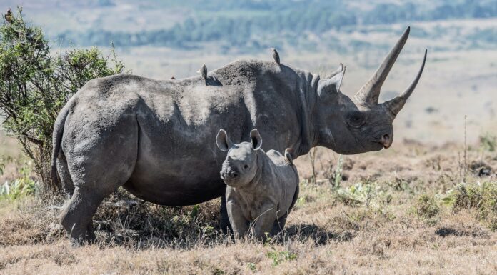 How Innovative Financing Can Help Protect the Black Rhino Population