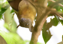 Fruit Bats: The Winged ‘Conservationists’ Reforesting Parts of Africa