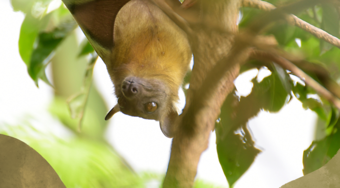 Fruit Bats: The Winged ‘Conservationists’ Reforesting Parts of Africa