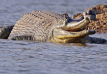 Pakistan Moves to Reintroduce Critically Endangered Crocodilians Back to its Rivers