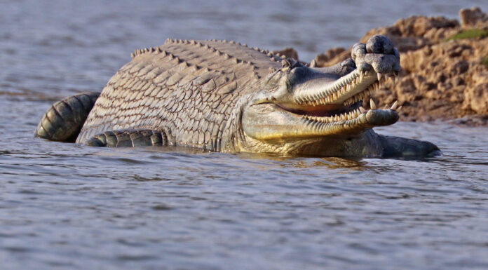Pakistan Moves to Reintroduce Critically Endangered Crocodilians Back to its Rivers