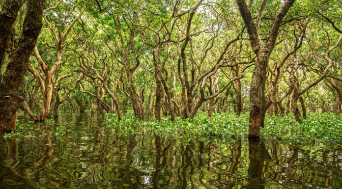 Nature-based Solutions Spending Needs to Rise Four-fold. Here’s How the G20 Can Lead by Example