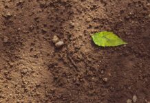 How to Stop Degraded Soil Damaging Food Security and the Climate