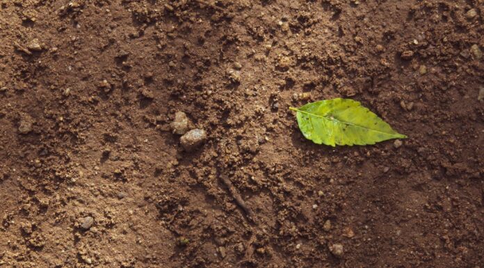 How to Stop Degraded Soil Damaging Food Security and the Climate