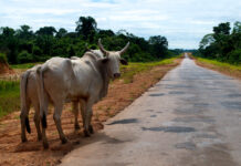 Eating Less Food from Animal Sources is Key to Reducing the Risk of Wildlife-Origin Diseases and Global Warming