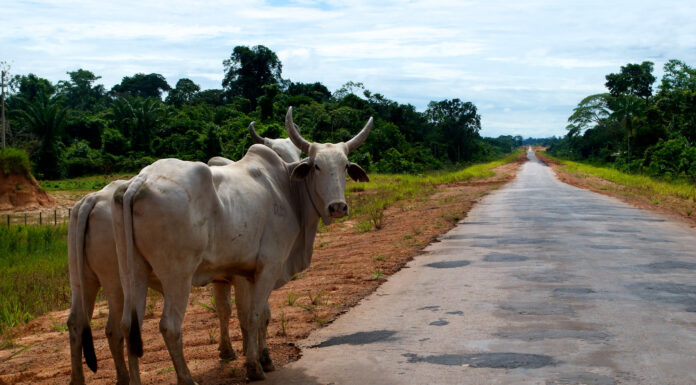 Eating Less Food from Animal Sources is Key to Reducing the Risk of Wildlife-Origin Diseases and Global Warming