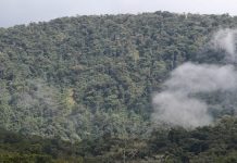 Victory: Indigenous Community Wins Decades-Long Battle to Safeguard Land