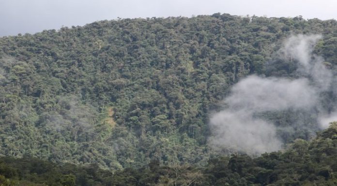 Victory: Indigenous Community Wins Decades-Long Battle to Safeguard Land