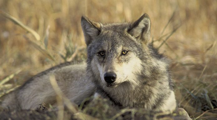 How a Project to Rewild the American West Could Help Tackle Climate Change