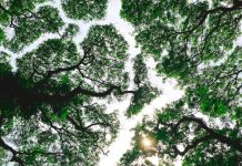 Ambulances for Plants: Meet India’s Ecological Emergency Service