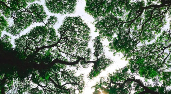 Ambulances for Plants: Meet India’s Ecological Emergency Service