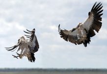 Rewilding: Reintroduction of Big Cats Brings Back Four Species of Critically Endangered Vulture in Malawi