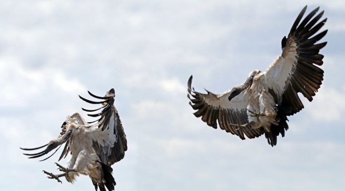 Rewilding: Reintroduction of Big Cats Brings Back Four Species of Critically Endangered Vulture in Malawi