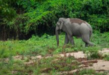 Farmers in Vietnam Want to Foster Coexistence with Elephants, Support Local Livelihoods