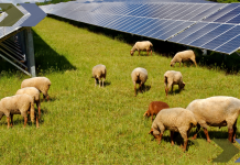 Maine Farms Could be Ideal Match for Solar Agrivoltaics, but More Funding Needed First