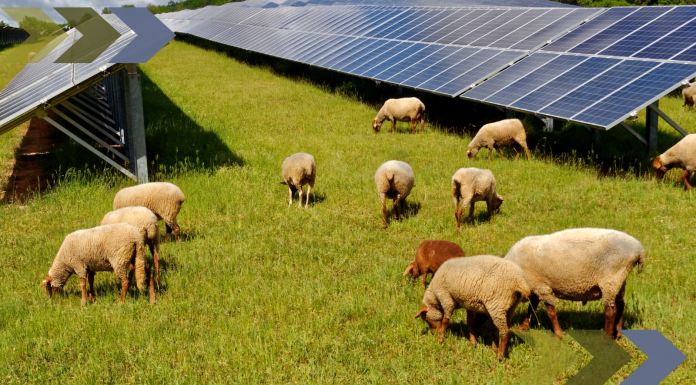 Maine Farms Could be Ideal Match for Solar Agrivoltaics, but More Funding Needed First