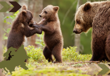 Wolves and Brown Bear Numbers Are Up in Europe, a New Report Shows