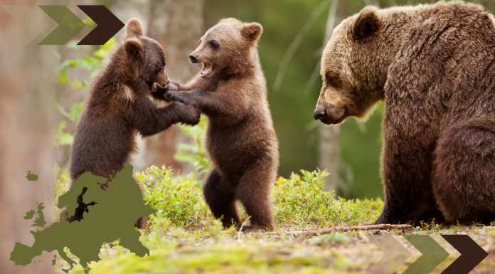 Wolves and Brown Bear Numbers Are Up in Europe, a New Report Shows