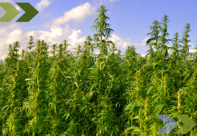 Carbon-Busting Hemp Could Help Transform Scottish Agriculture to Zero Emissions