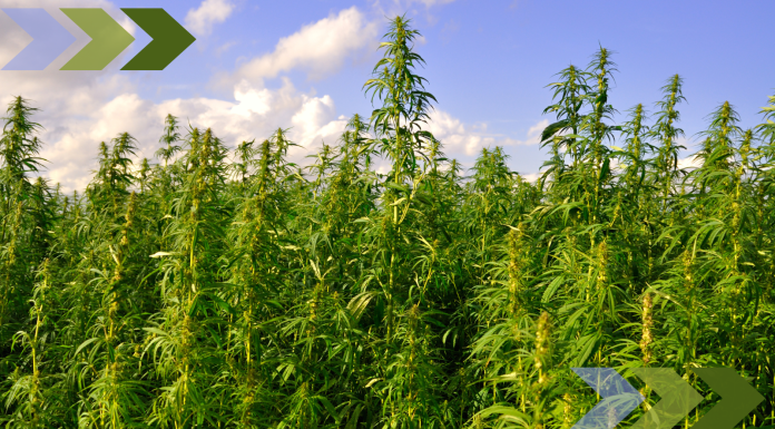 Carbon-Busting Hemp Could Help Transform Scottish Agriculture to Zero Emissions