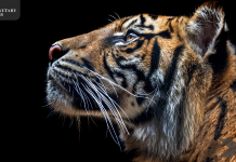 Good-bye, Tiger King: U.S. Senate Unanimously Passes Big Cat Public Safety Act
