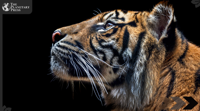 Good-bye, Tiger King: U.S. Senate Unanimously Passes Big Cat Public Safety Act