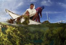 This Biotech Company Wants to Replace Plastics Used in Fast Food Packaging with Seaweed-based Alternatives