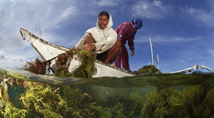 This Biotech Company Wants to Replace Plastics Used in Fast Food Packaging with Seaweed-based Alternatives