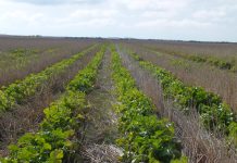 Satellite Data Reveal Uptick in Cover Cropping on Farms