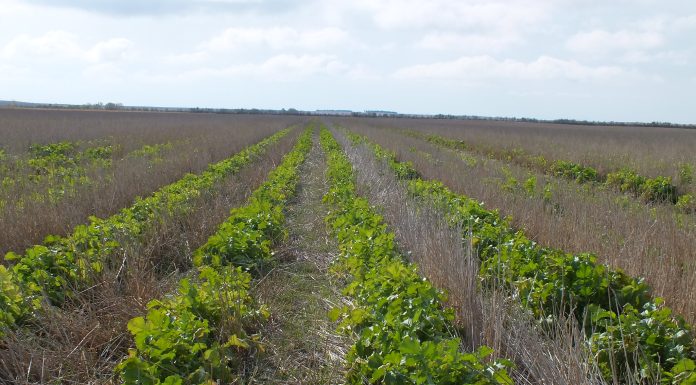 Satellite Data Reveal Uptick in Cover Cropping on Farms