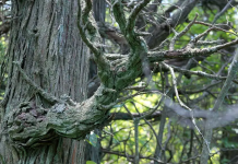 New Jersey Wants to Restore 10,000 Acres of ‘Fairy-Tale’ Forest