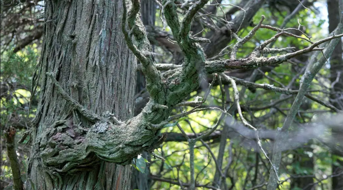 New Jersey Wants to Restore 10,000 Acres of ‘Fairy-Tale’ Forest