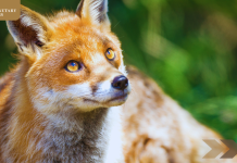 Scotland Bans Sport of Fox Hunting
