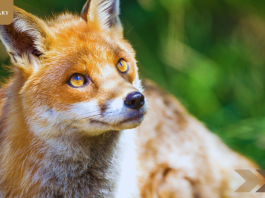 Scotland Bans Sport of Fox Hunting