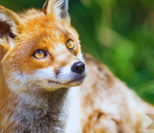 Scotland Bans Sport of Fox Hunting