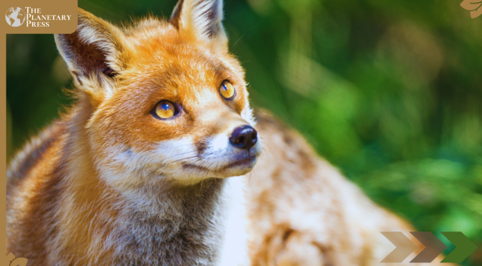 Scotland Bans Sport of Fox Hunting