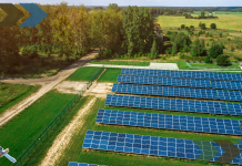 Win-Win: How Solar Farms Can Double as Havens for Our Wildlife