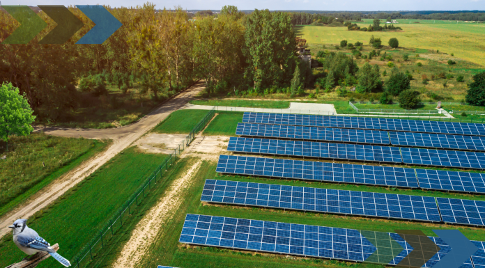 Win-Win: How Solar Farms Can Double as Havens for Our Wildlife