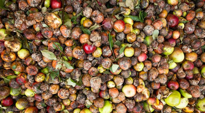 5 Ways Tech Can Help Reduce Food Waste