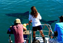 Mother of Sharks: The Adventures of Marine Biologist Melissa Cristina Márquez