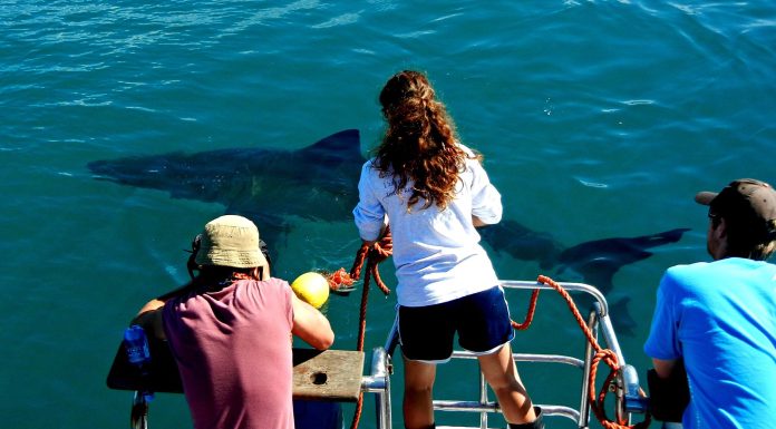 Mother of Sharks: The Adventures of Marine Biologist Melissa Cristina Márquez