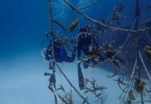 Lina Carvajal Bridges Art, Technology, and Wellbeing to Regenerate and Restore Coral in Mesoamerica and the Caribbean