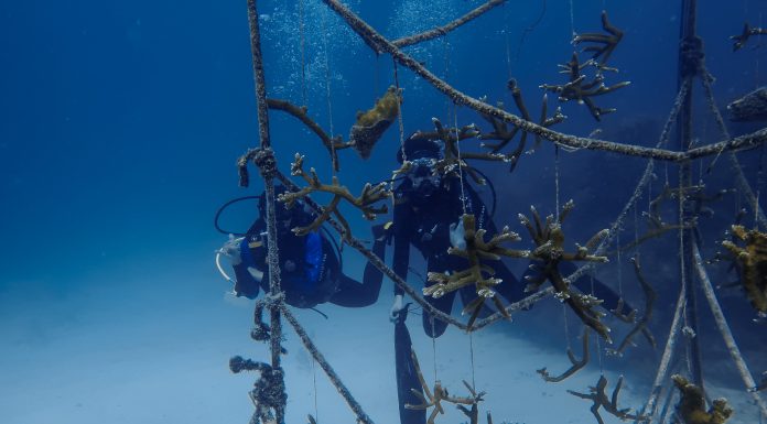 Lina Carvajal Bridges Art, Technology, and Wellbeing to Regenerate and Restore Coral in Mesoamerica and the Caribbean